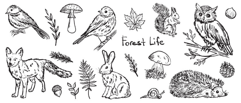 Forest animals and birds illustrations in black brush stroke texture isolated on white. Hand drawn vector sketch in vintage charcoal ink. Fox, hedgehog, owl, squirrel, hare, mushroom. Autumn forest