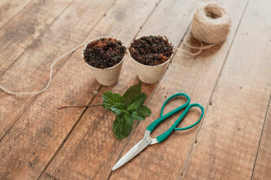 Pulp seedling pots ready for propagation with mint cutting and pruning scissors