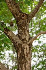 이상한 문양이 있는 나무