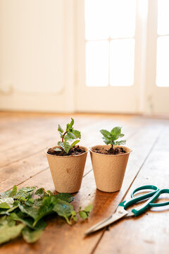 Freshly potted mint cuttings in biodegradable seedling pots in indoor sunroom