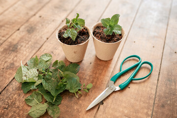 Freshly potted mint herb cuttings in biodegradable pulp seedling pots