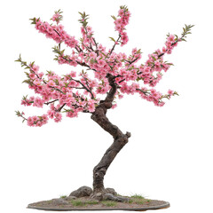 Full Peach Blossom Tree with Flowers on White Background