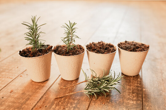 Rosemary cuttings being planted in biodegradable pulp pots to propagate new plants