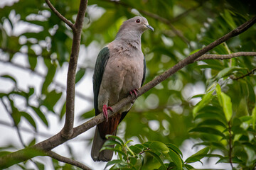 A large Green Imperial Pigeon perches on a branch, its light gray head and chest contrasting with its darker green wings, set against a backdrop of lush foliage.