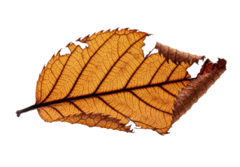 A single desiccated ochre rose leaf with deep rust edges and translucent skeletal venation, casting a soft shadow on a transparent background with copy space, beauty of decay and impermanence concept