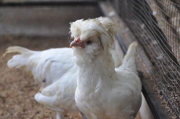 A white chicken with a long tail and a long feather on its head. The chicken is standing in a cage