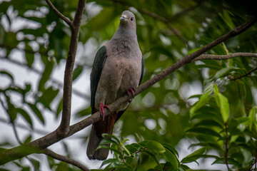 A large Green Imperial Pigeon perches on a branch, its light gray head and chest contrasting with its darker green wings, set against a backdrop of lush foliage.