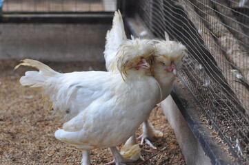 Two white chickens standing next to each other in a pen. The chickens are facing the camera. The pen is made of wire mesh