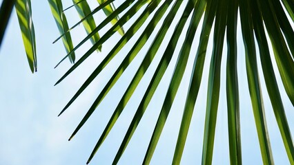 Fan-shaped leaves of Chamaerops humilis against sky. European Fan Palm, Mediterranean Fan Palm Frond Close-up 