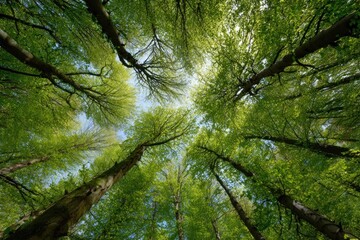 Fototapeta premium Forest green trees outdoors.
