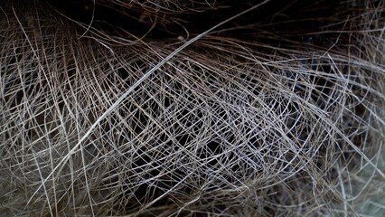 Close-up of a Mediterranean fan palm trunk: rough, shaggy surface with dense brown fibers from old...