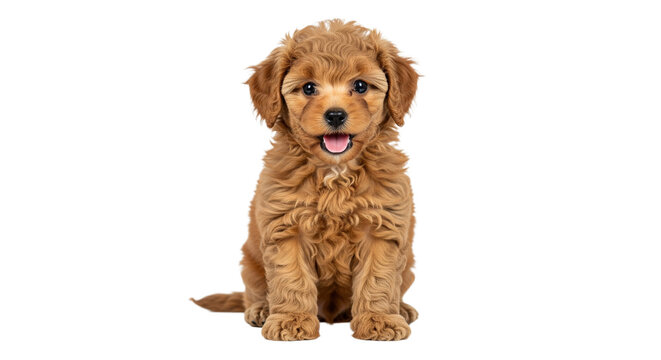 Pudel Welpe auf transparentem  Hintergrund, PNG