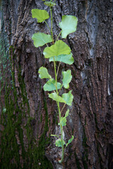 green branch on the tree