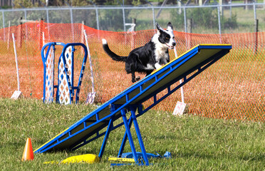 A black and white Border Collie dog running up a seesaw while competing in an outdoor dog agility...