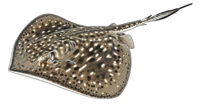 Isolated Leopard Whiptail Stingray