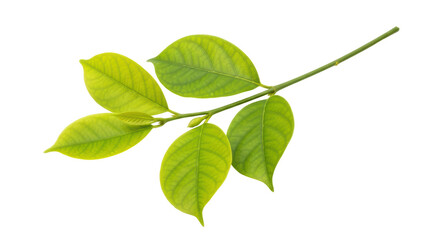 Isolated Green Leaves on Branch
