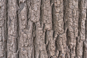 Close-up of rough textured bark on a mature tree trunk showing deep vertical fissures and rugged patterns creating a natural organic background