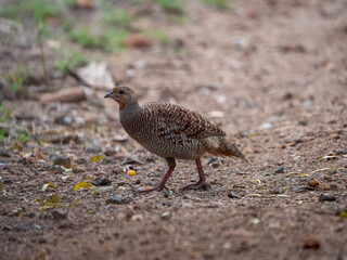 Grey Francolin Bird on Natural Ground, Wildlife Photography, Wild Bird in Habitat