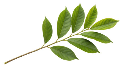 Isolated Green Leaves Branch