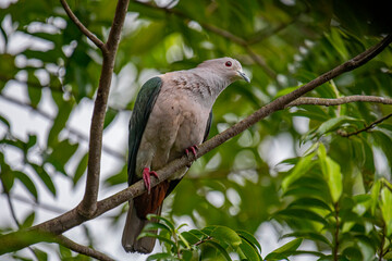 A large Green Imperial Pigeon perches on a branch, its light gray head and chest contrasting with its darker green wings, set against a backdrop of lush foliage.