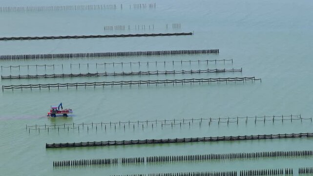 Aerial view of farmers harvesting mussels and oysters at low tide