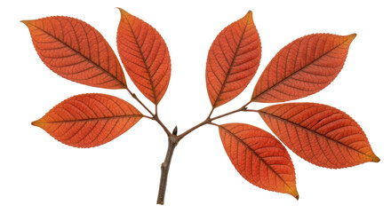 Isolated Red Autumn Leaves