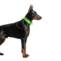 Majestic Doberman Pinscher, glossy black coat, neon green tactical collar, stands poised in profile on a transparent studio background, concept of protective guardianship.