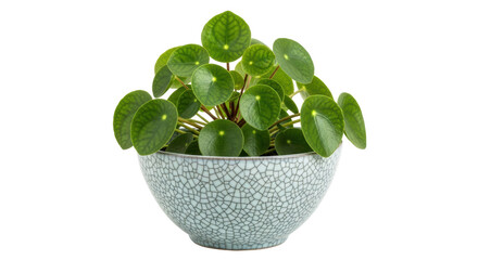 Isolated Pilea Peperomioides Plant