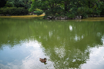 연못의 청둥오리