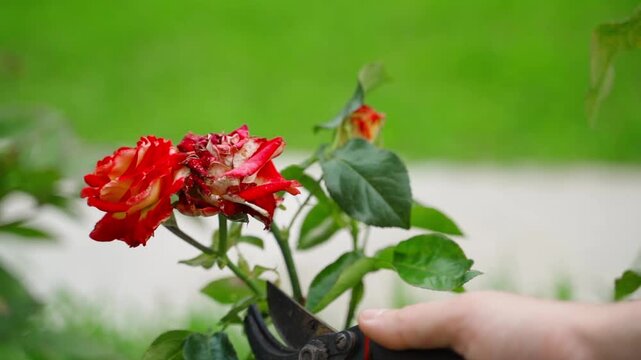 A red rose that has already bloomed is being cut with secateurs in a flowerbed, close-up