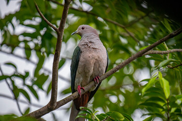 A large Green Imperial Pigeon perches on a branch, its light gray head and chest contrasting with its darker green wings, set against a backdrop of lush foliage.