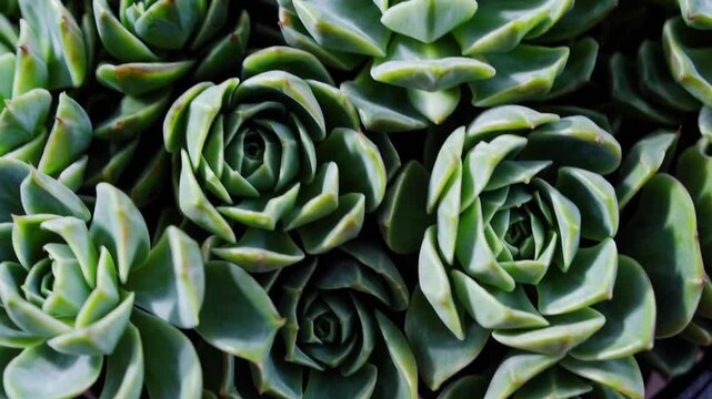 Exceptionally large scale: Organic configuration of sempervivum flora