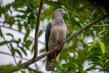 A large Green Imperial Pigeon perches on a branch, its light gray head and chest contrasting with its darker green wings, set against a backdrop of lush foliage.