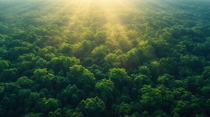 Obraz premium A breathtaking aerial view of a lush green forest bathed in golden sunlight, highlighting the beauty of nature and the serenity of the landscape.