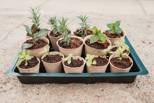 Tray of freshly planted cuttings being propagated