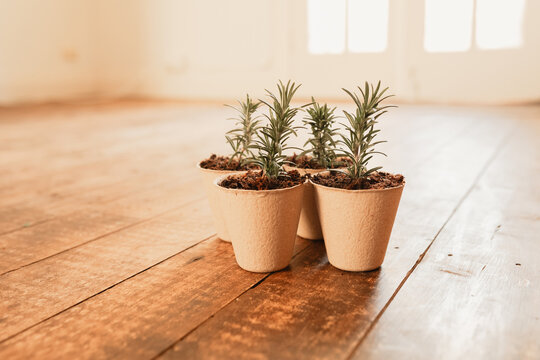 Freshly potted rosemary cuttings in biodegradable pulp pots in sunroom