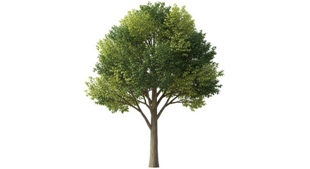 Isolated Tree