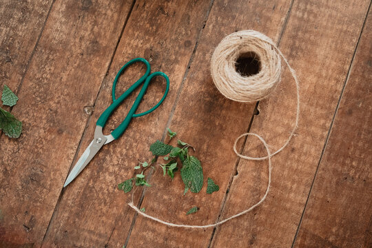 Messy timber surface from plant propagation with scissors, string and discarded leaves