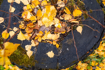 tree stump scene featuring yellow leaves, and branches. Depicts nature view. A forest shows beautiful season.