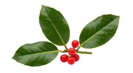 Isolated Holly Branch with Berries
