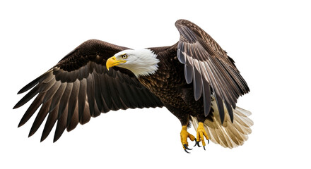Isolated Bald Eagle