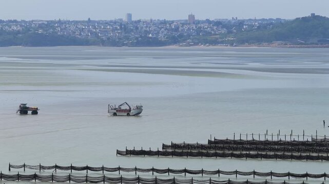 Aerial view of farmers harvesting mussels and oysters at low tide