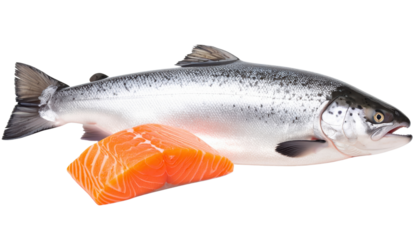 Fresh Salmon Delights: A vibrant showcase of a whole, glistening salmon and a delectable, rich slice, expertly presented against a clean background, inviting culinary exploration and taste