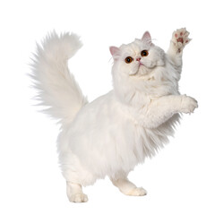 Majestic Persian Cat: A pure white Persian cat strikes a playful pose, its long, flowing fur cascading around its body, with one paw raised in a gesture of greeting or play.