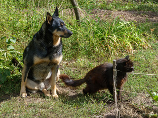Dog and Cat Together in Nature.