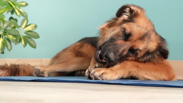 Natural dried treats for dogs. german shepherd dog eating dry beef penis treat lying at rug at home