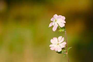 Delicate white campion flowers photographed up close, highlighting fine petals against a blurred natural backdrop