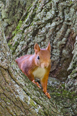 Close-up of a red squirrel perched on a tree