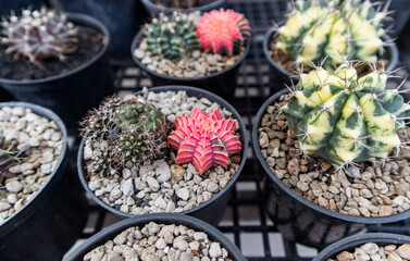 A vibrant Gymnocalycium mihanovichii variegated hybrid cactus with striking pink color