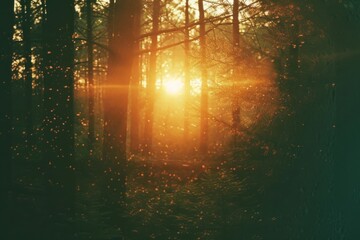 Obraz premium Forest light leaks backgrounds sunlight outdoors.